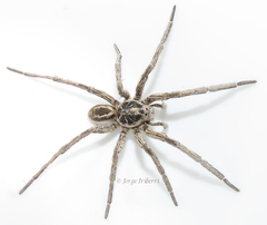 Lycosidae