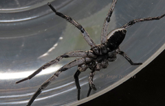 Lycosidae