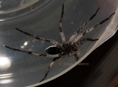 Lycosidae
