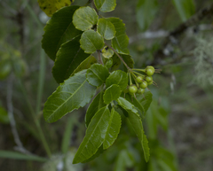 Azara serrata