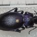 Carabus problematicus gallicus - Photo (c) Dr. Guido Bohne,  זכויות יוצרים חלקיות (CC BY-SA), uploaded by Dr. Guido Bohne