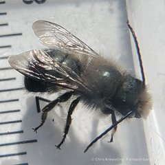 Osmia lignaria lignaria