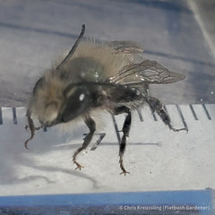 Osmia lignaria lignaria