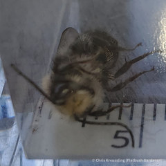 Osmia lignaria lignaria