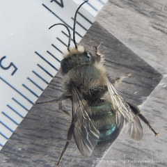Osmia lignaria lignaria