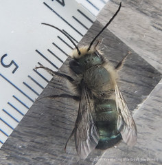 Osmia lignaria lignaria