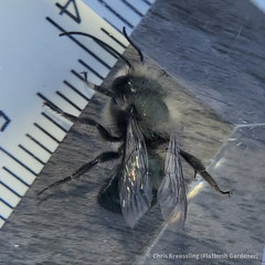Osmia lignaria lignaria