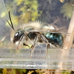 Osmia lignaria lignaria
