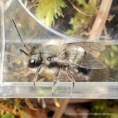 Osmia lignaria lignaria