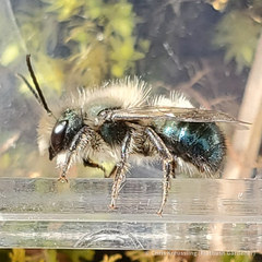 Osmia lignaria lignaria