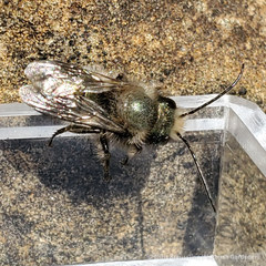 Osmia lignaria lignaria