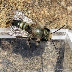 Osmia lignaria lignaria