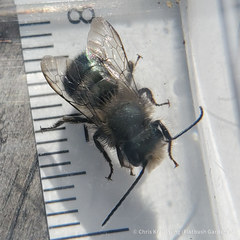 Osmia lignaria lignaria
