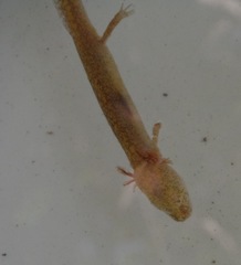 Eurycea pterophila