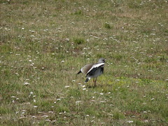 Vanellus chilensis chilensis