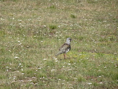 Vanellus chilensis chilensis