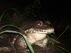 Leptodactylus labyrinthicus