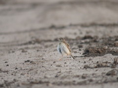 Anthus hellmayri