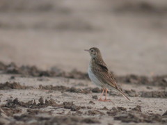 Anthus hellmayri