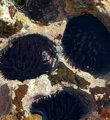 Echinometra oblonga