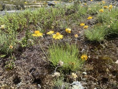 Leucochrysum graminifolium