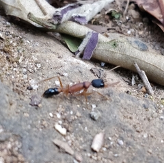 Harpegnathos saltator
