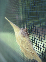 Euchlaena tigrinaria