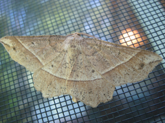 Euchlaena tigrinaria