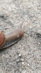 Lissachatina fulica