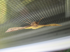 Euchlaena tigrinaria