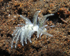 Favorinus
