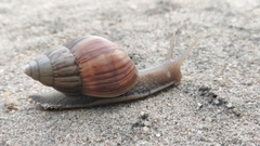Lissachatina fulica
