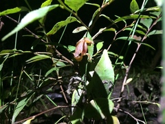 Dendropsophus sanborni