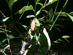 Dendropsophus sanborni