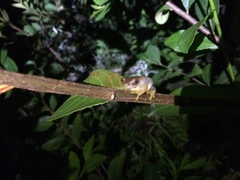 Dendropsophus sanborni