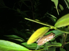 Dendropsophus sanborni