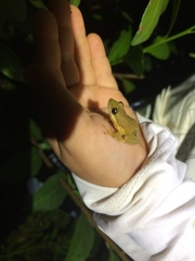 Scinax fuscomarginatus