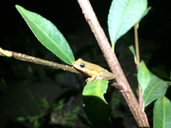 Scinax fuscomarginatus