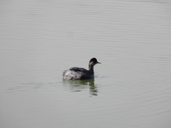 Podiceps nigricollis