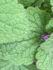 Lamium purpureum