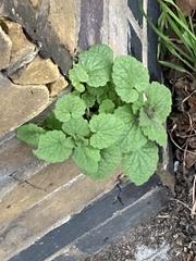 Lamium purpureum