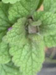 Lamium purpureum