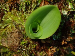 Platanthera elongata