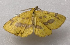 Xanthotype urticaria