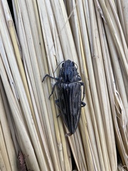 Chalcophora japonica