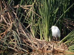 Egretta thula