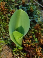 Platanthera elongata