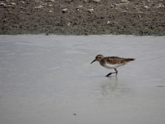 Calidris minutilla
