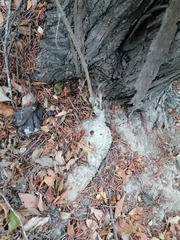 Ibervillea hypoleuca