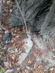 Ibervillea hypoleuca